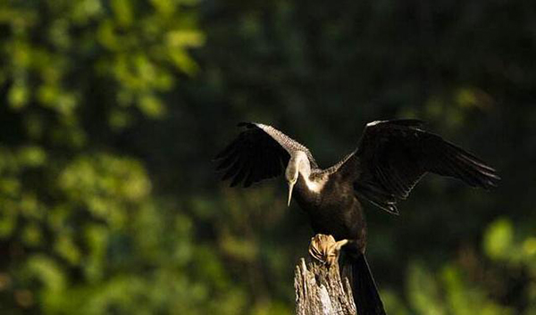 图片: 图4-黑腹蛇鹈.jpg